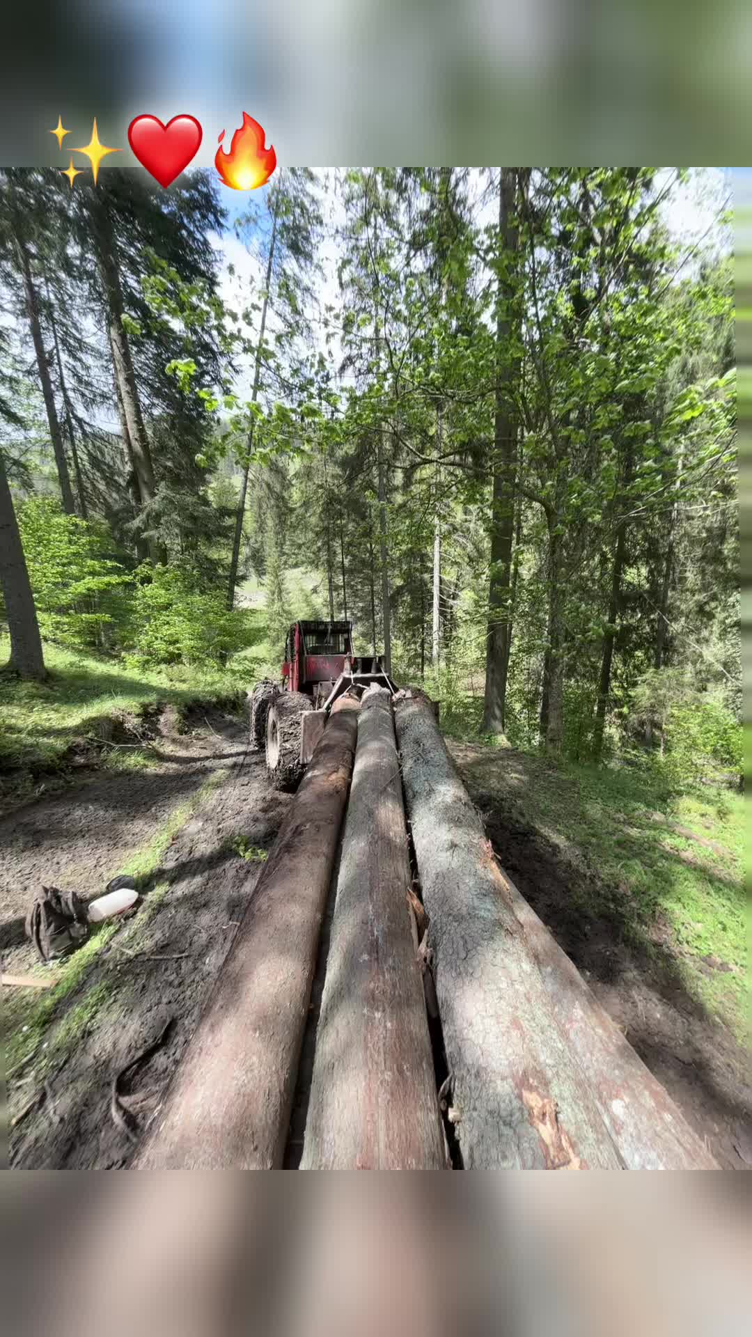 @Darius🌲