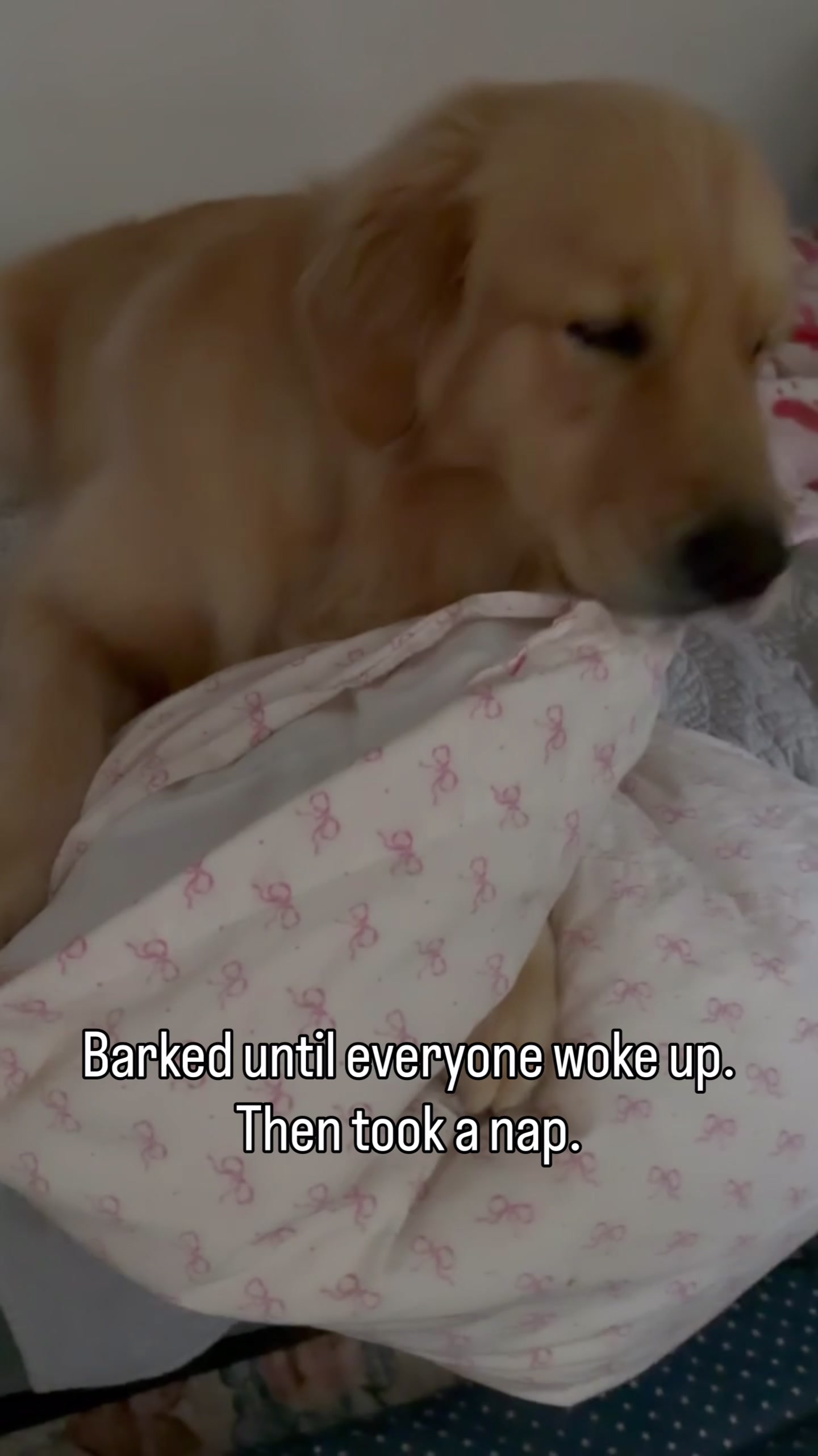 @DogMomisms