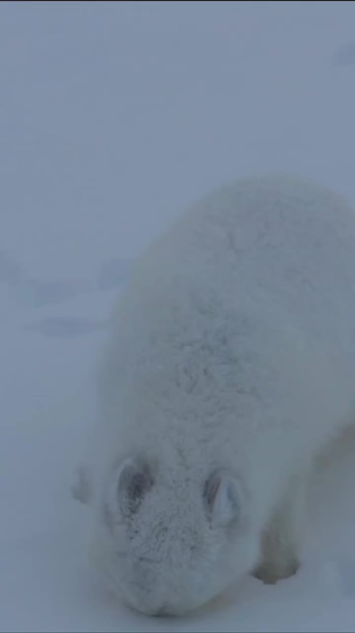 @Oldsilverfur