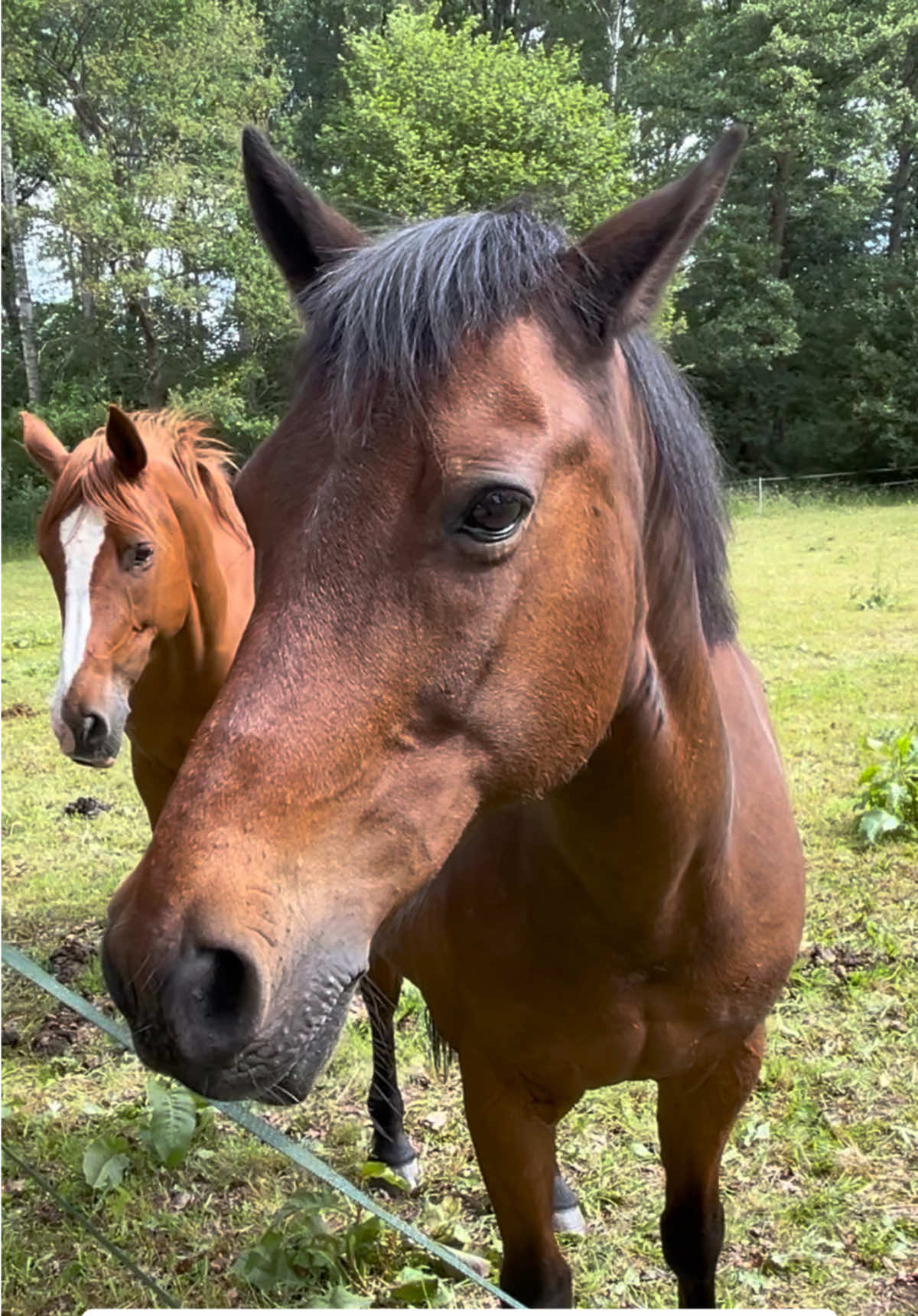 @skritt.trav.galopp
