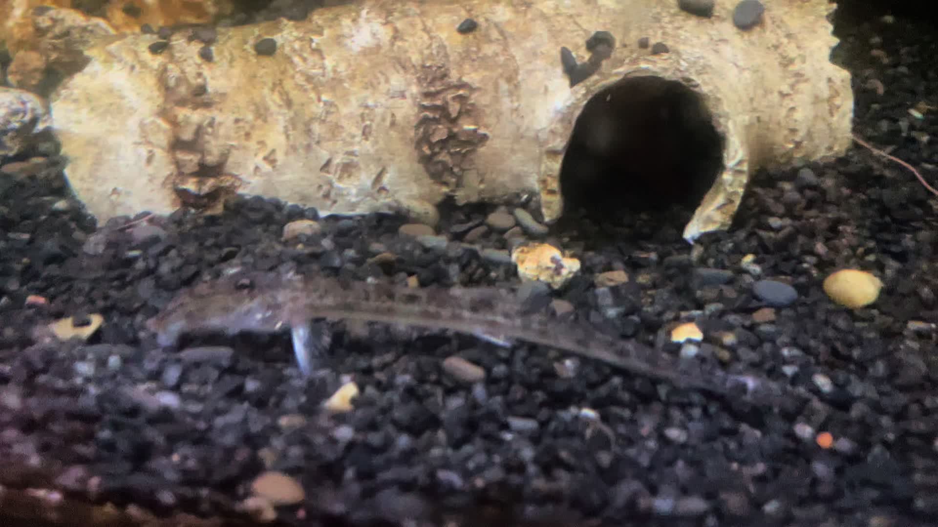 @CRBaquatics