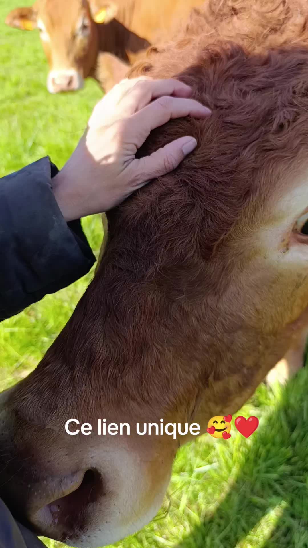 @Ludivine 🐶🐮