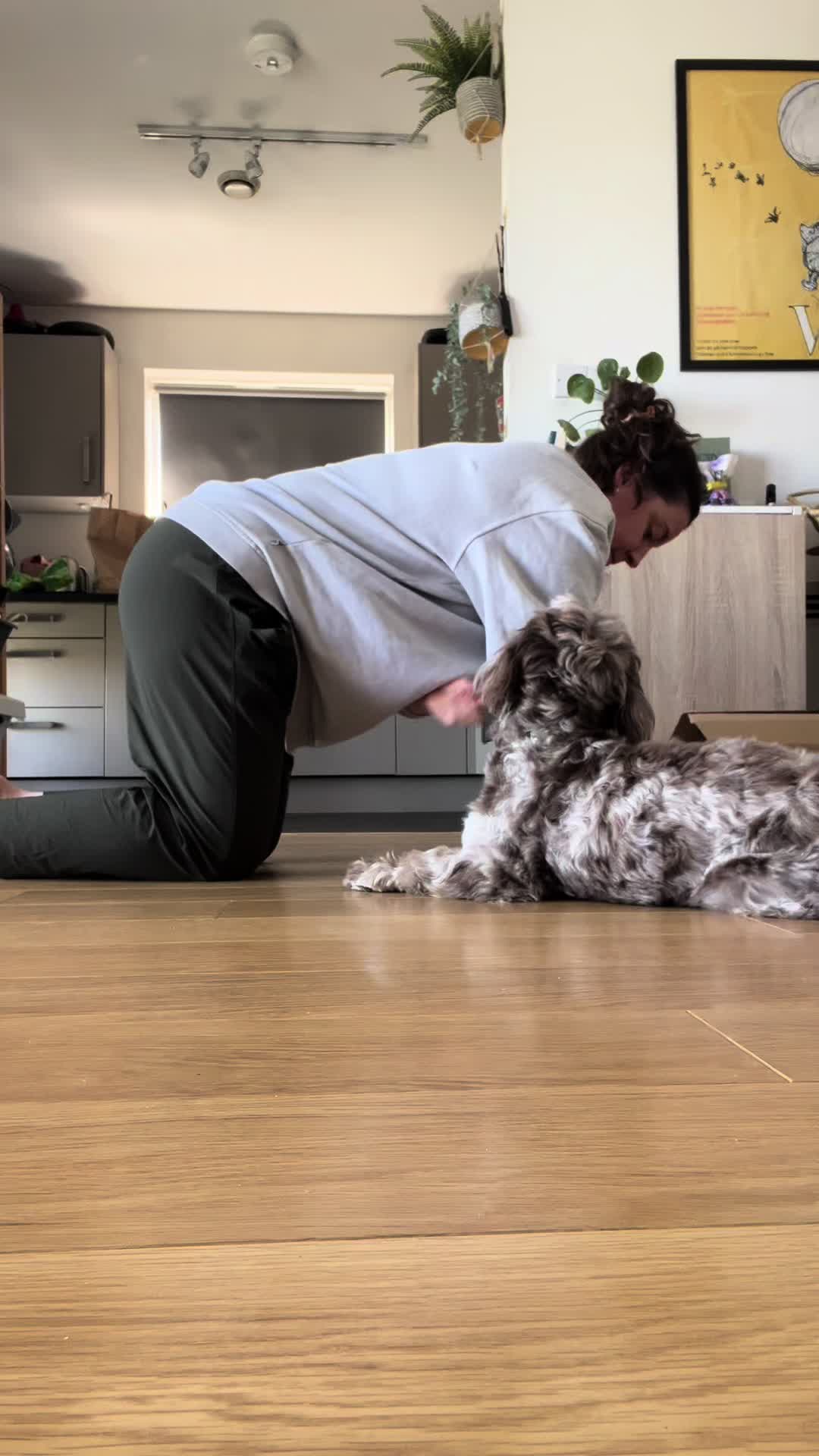 @pennythesprockerpoo