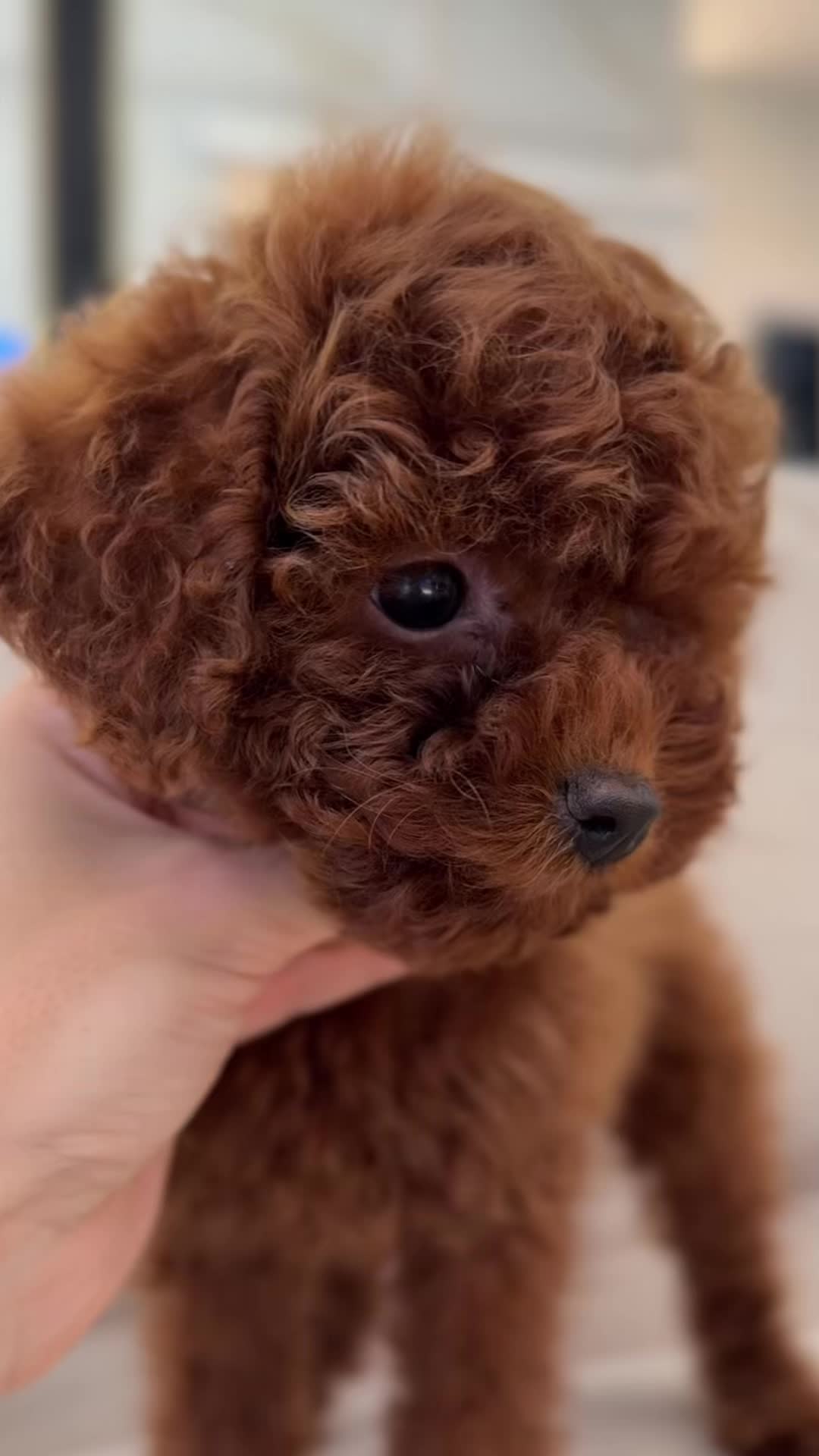 @Royalpuppy.world