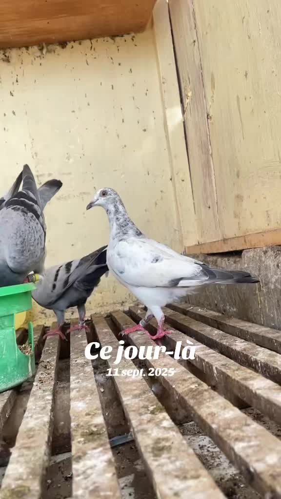 @OMZOLOFT🕊🦜🇸🇳