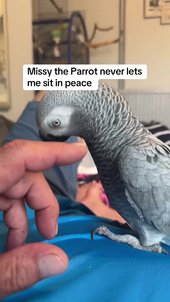 @Norman and Missy the Parrot