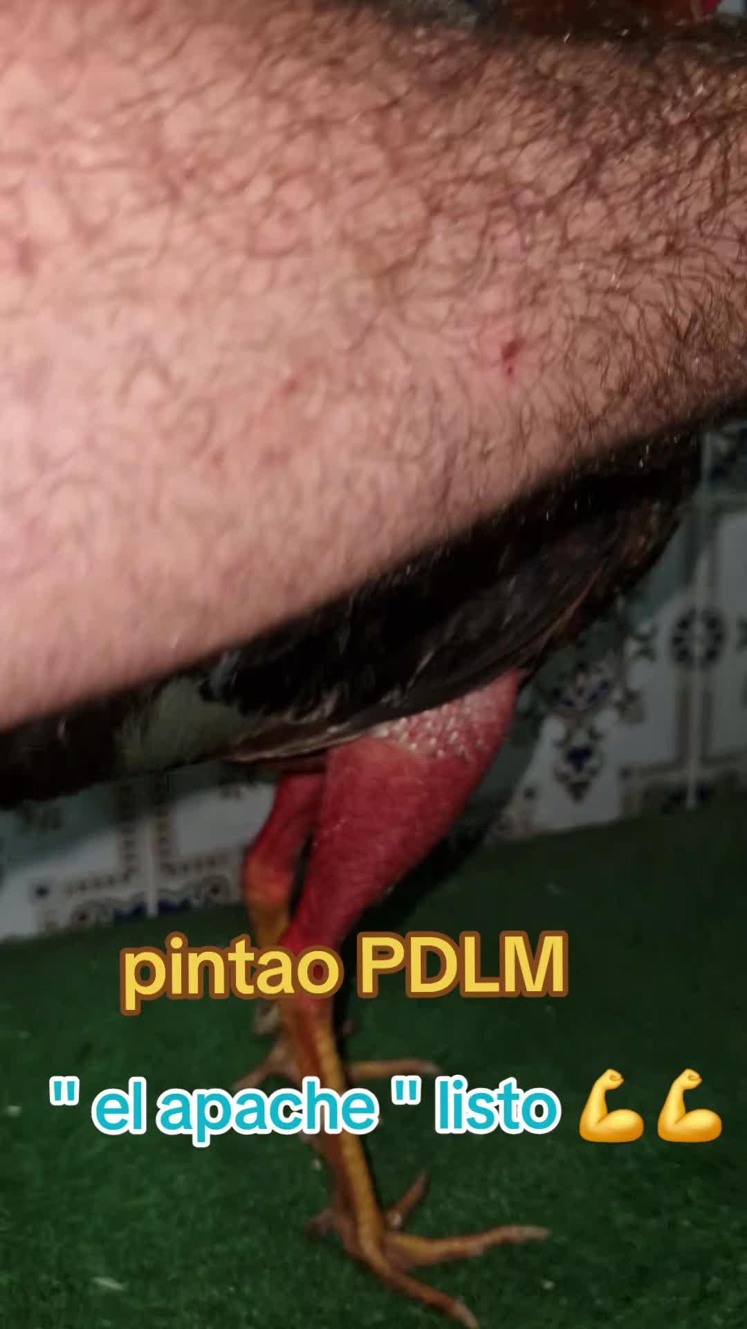 @eli gallero pdlm andalucia