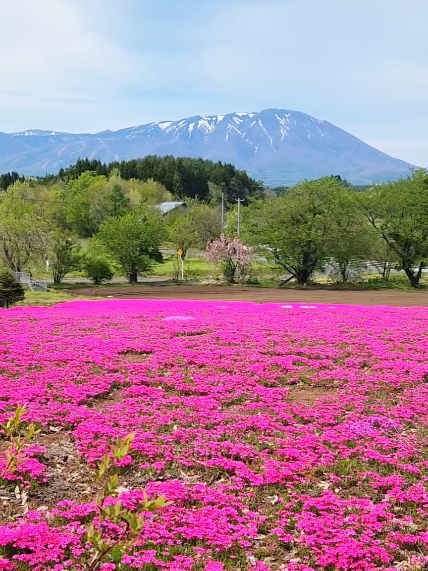 @ばっしー 東北を旅する人