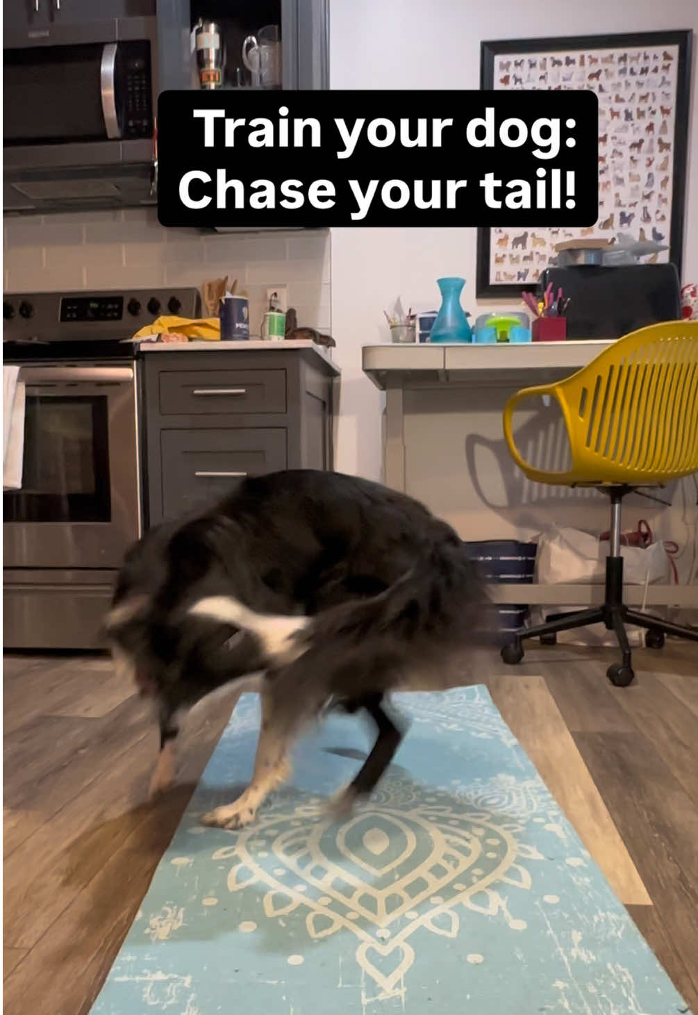 @captivatingk9s