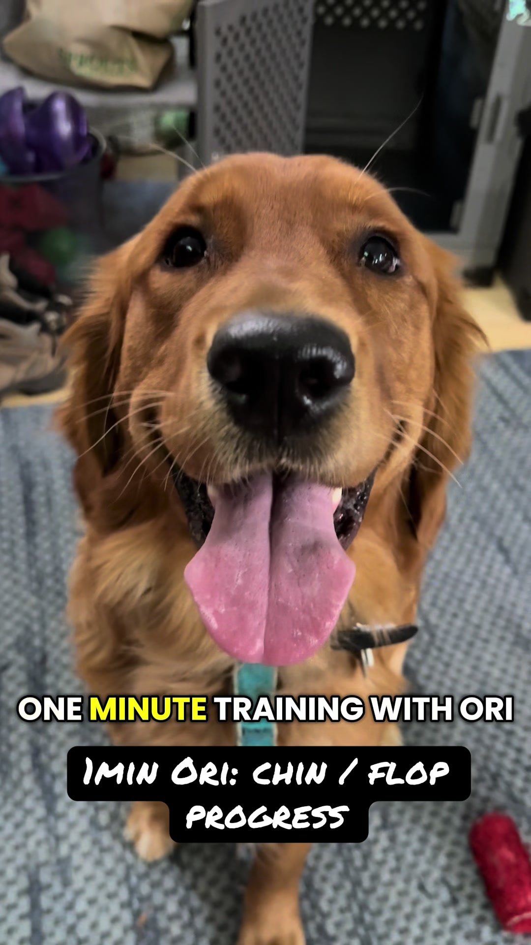 @FlexiblePetSolutions
