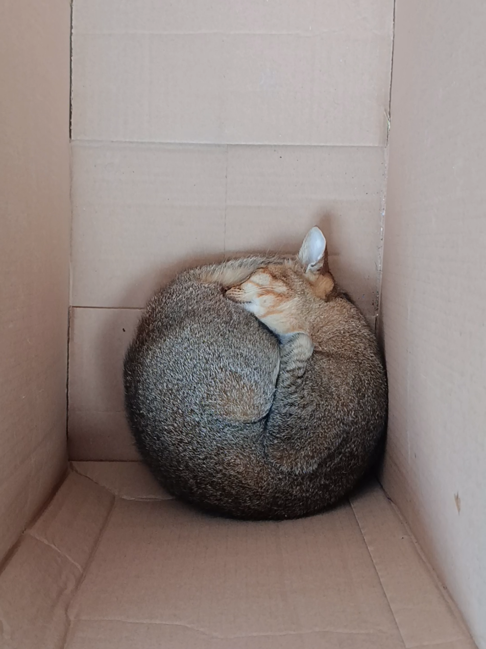 @DailyDoseOfKittyUK