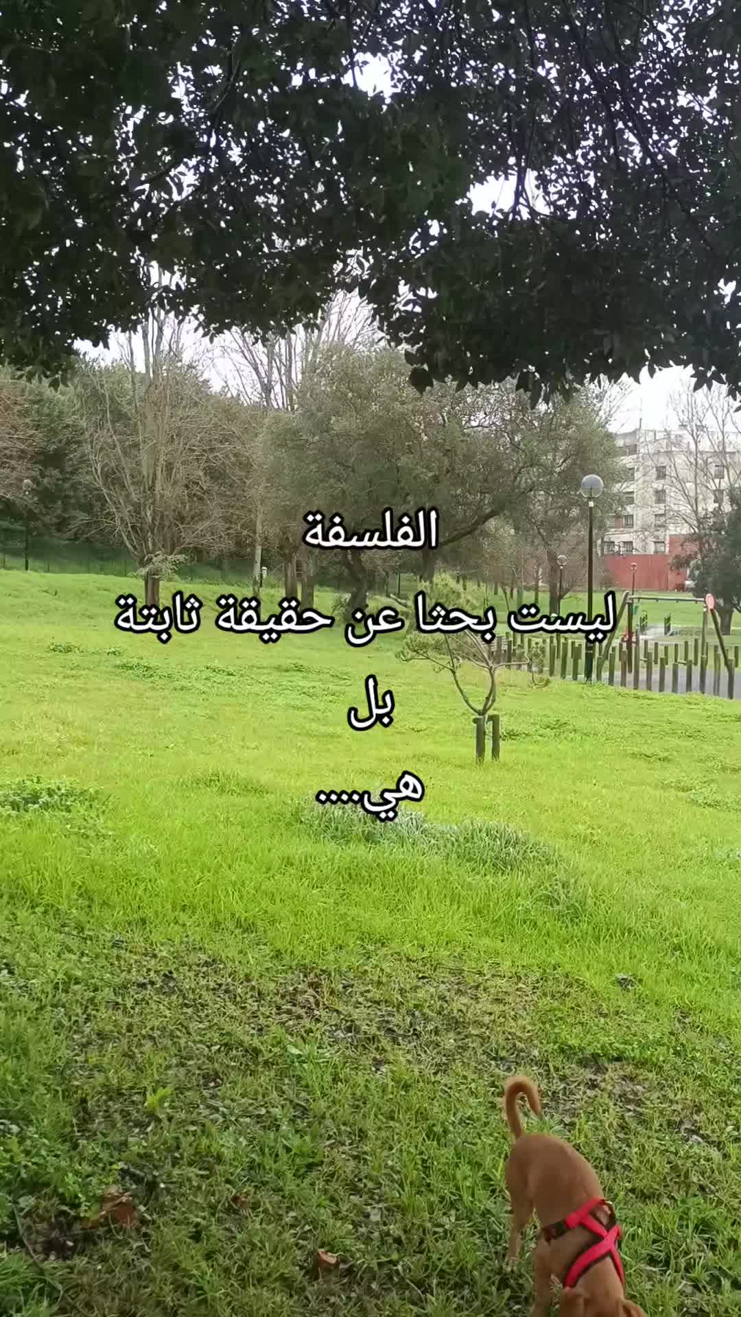 @IMMI