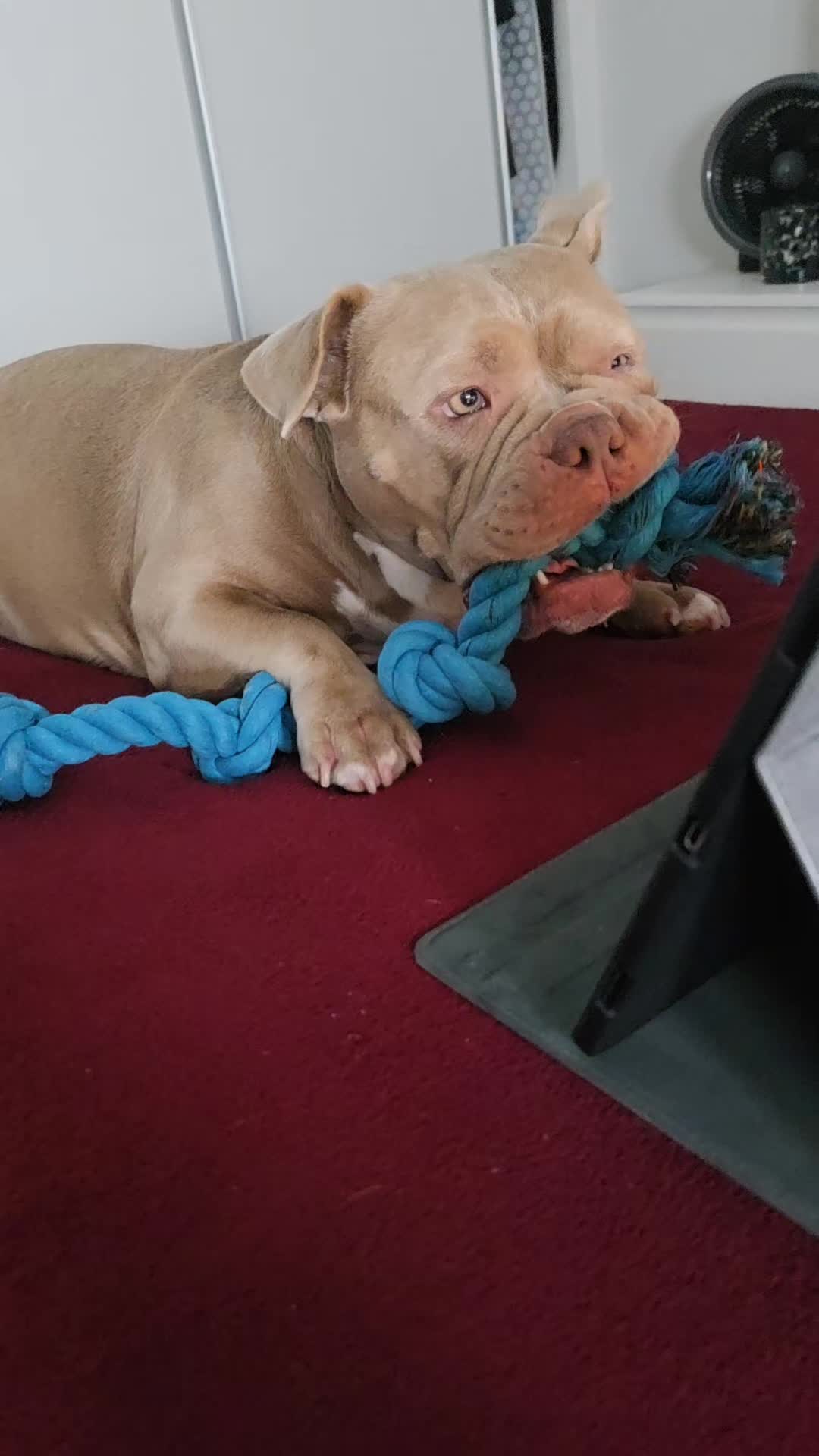 @Americanbully.Boyka