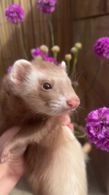 @Little star ferrets