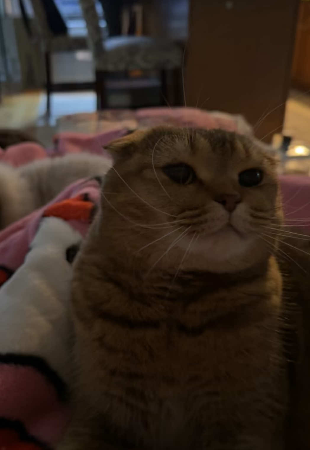 @Ambrosepets
