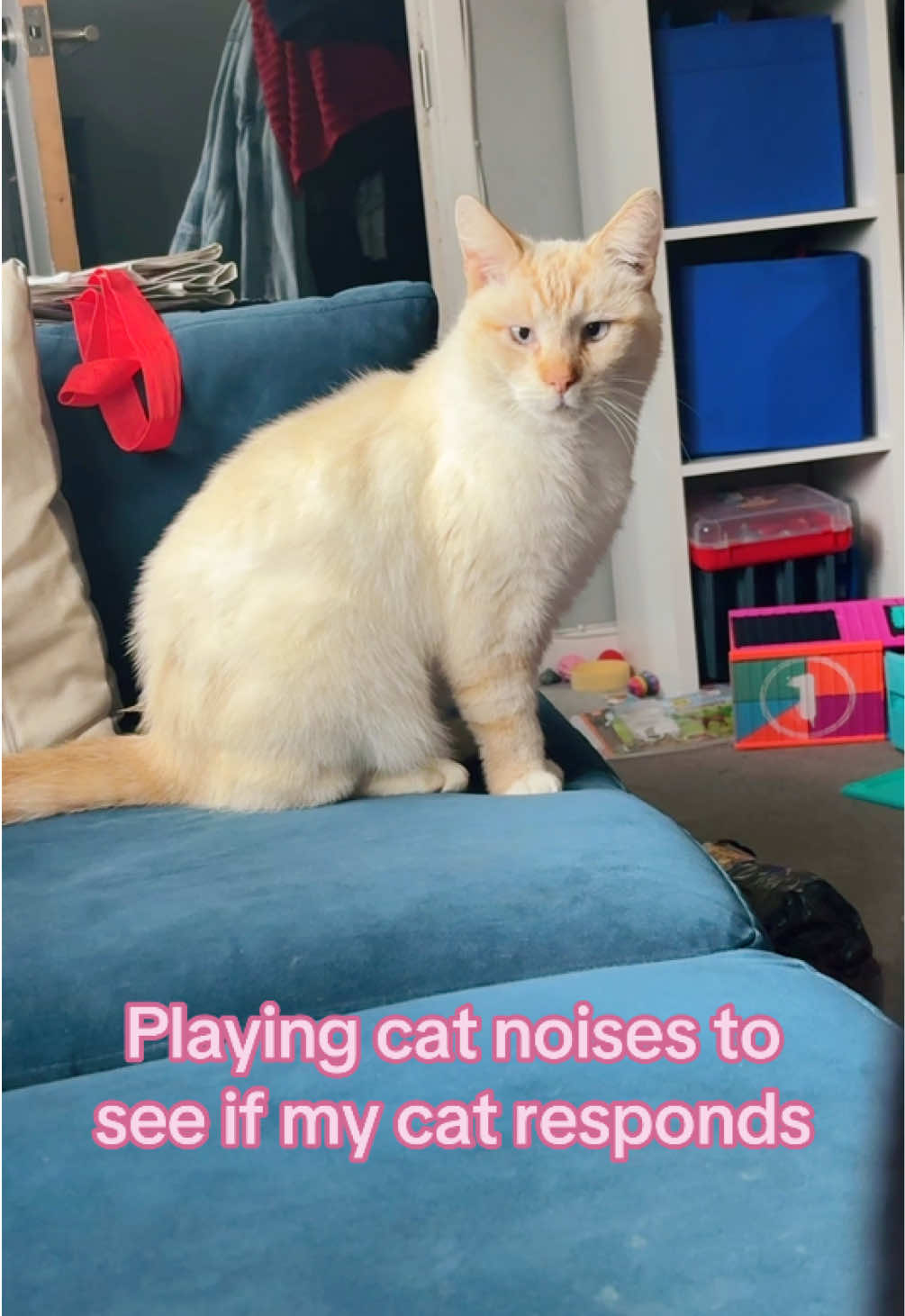 @ashley_mumofboys
