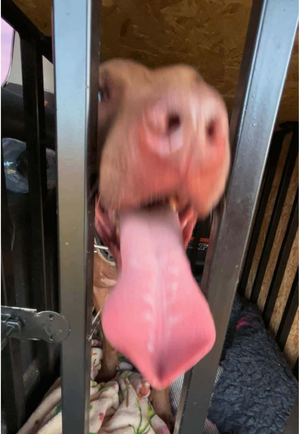 @Doti_Tora_Pitbulls