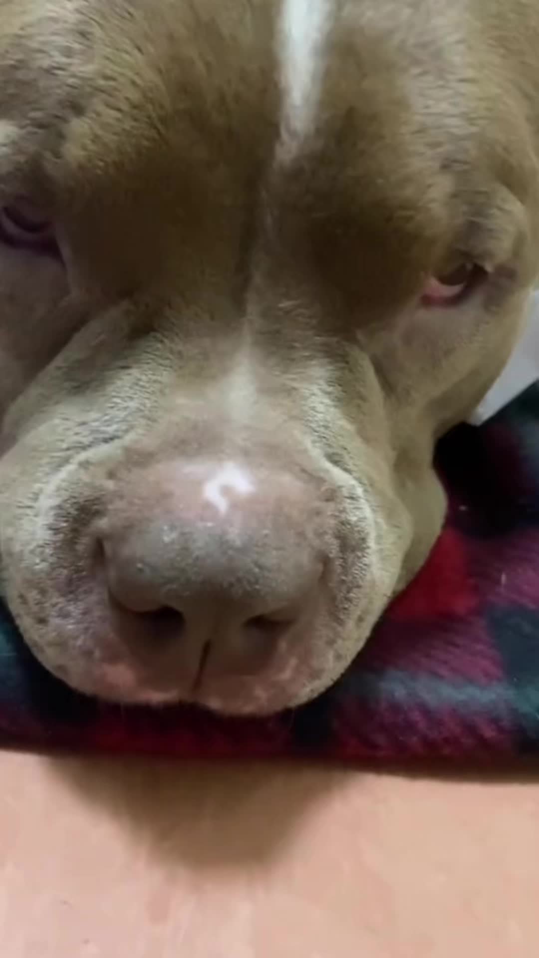 @Пушистики🐶