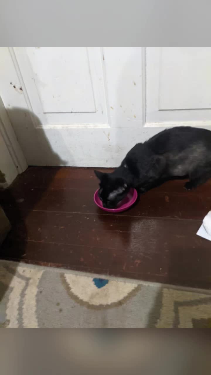 @The Ultimate Catio Life