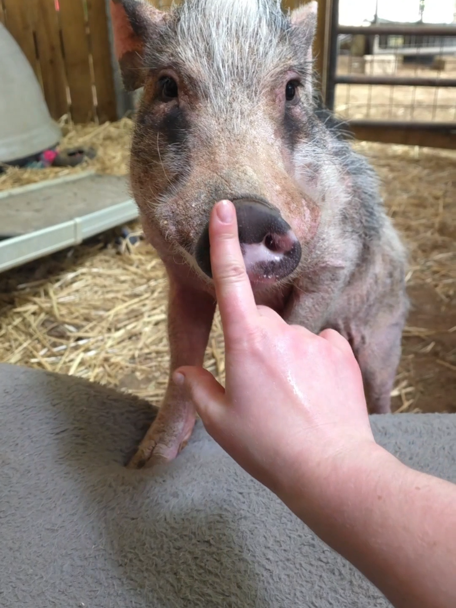 @Hidden Acres Animal Sanctuary