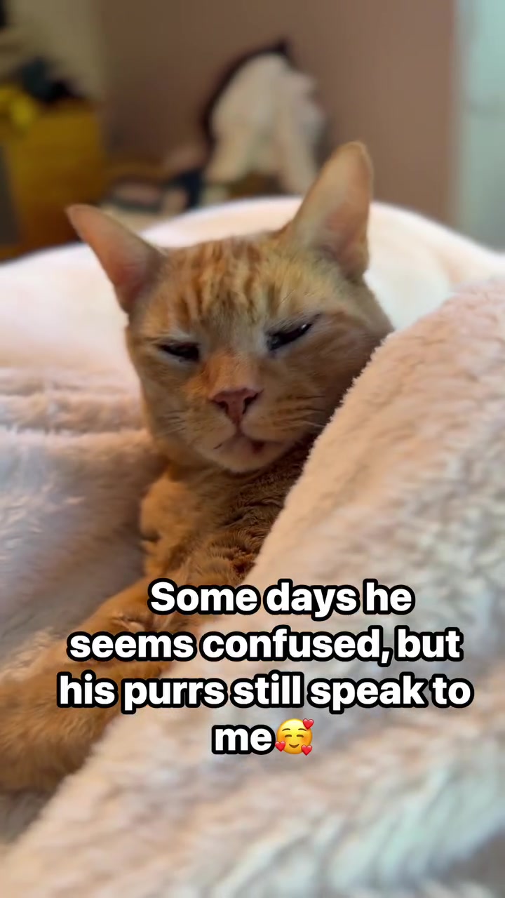 @POLLITO CAT