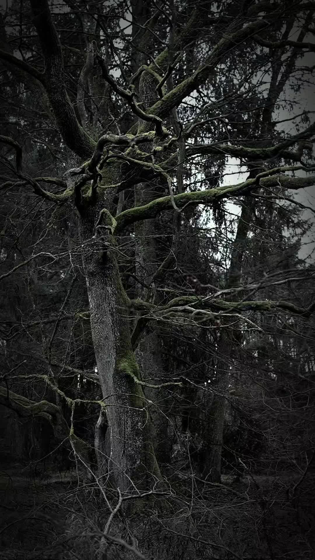 @TreeTales