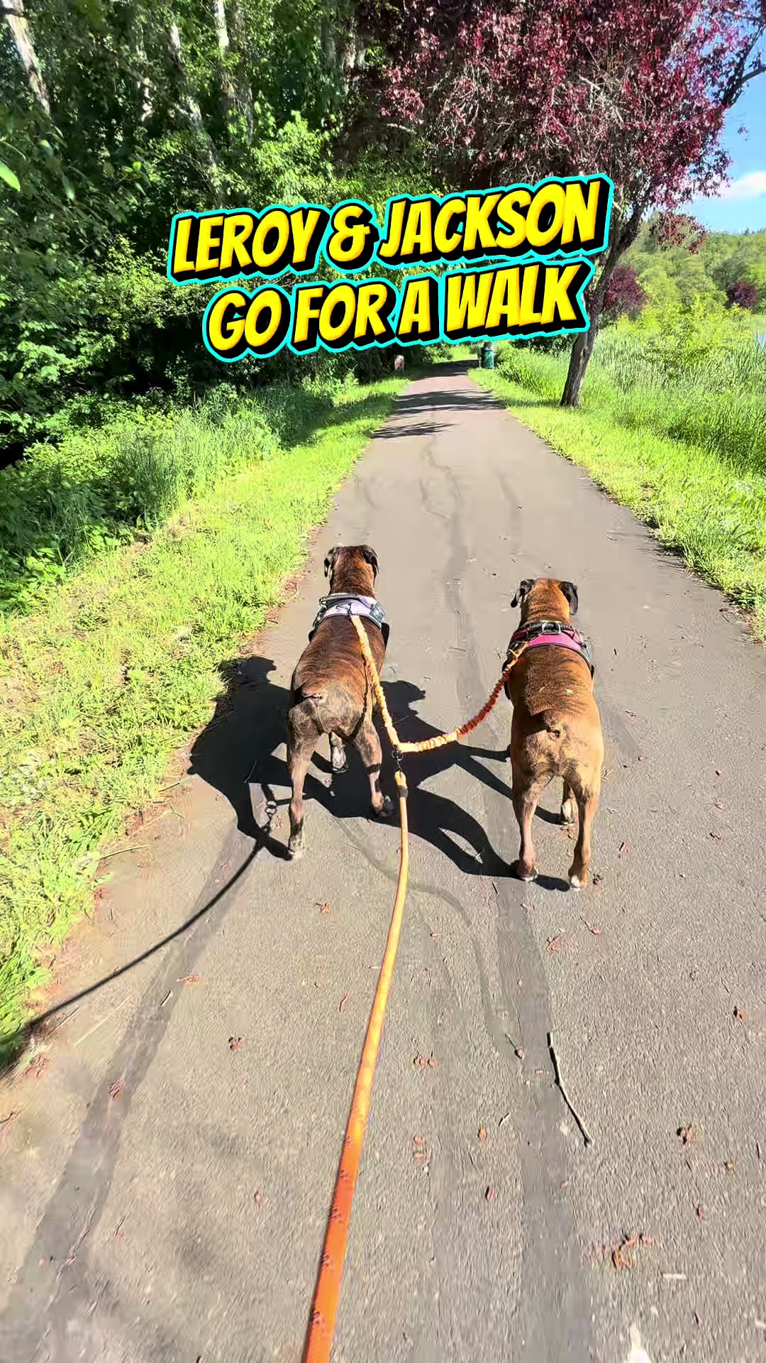 @boxermadness