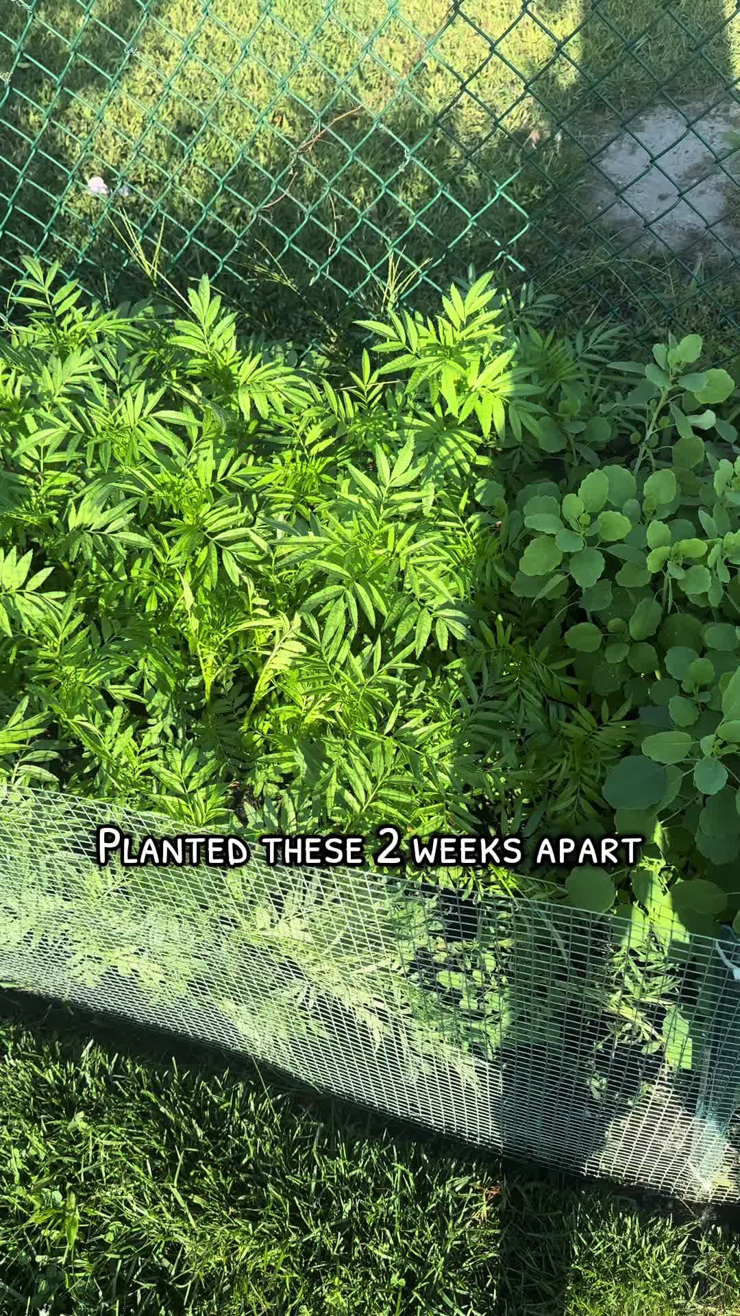 @plantsbyfern
