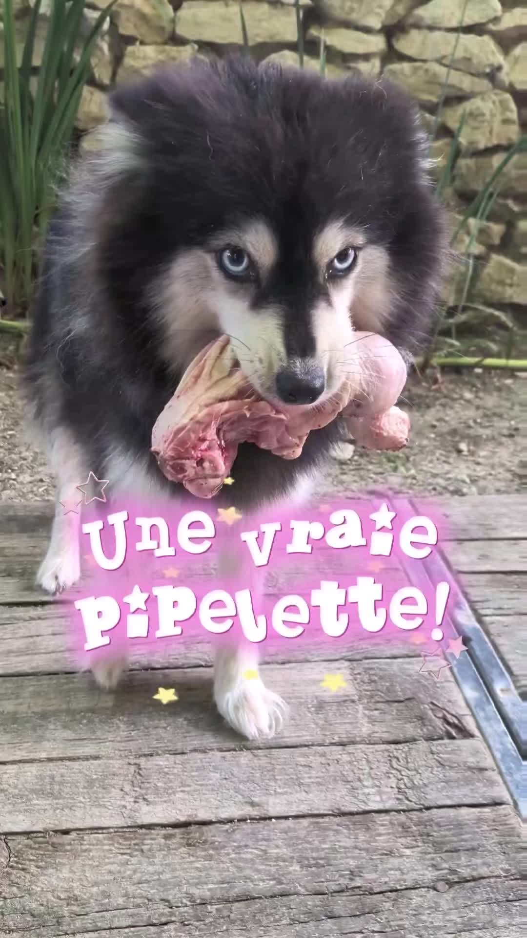@Pomsky du Lys d'or