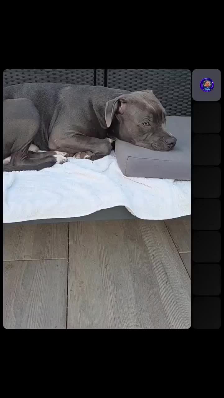 @👑Milo🐶 & La dolce Vita👑