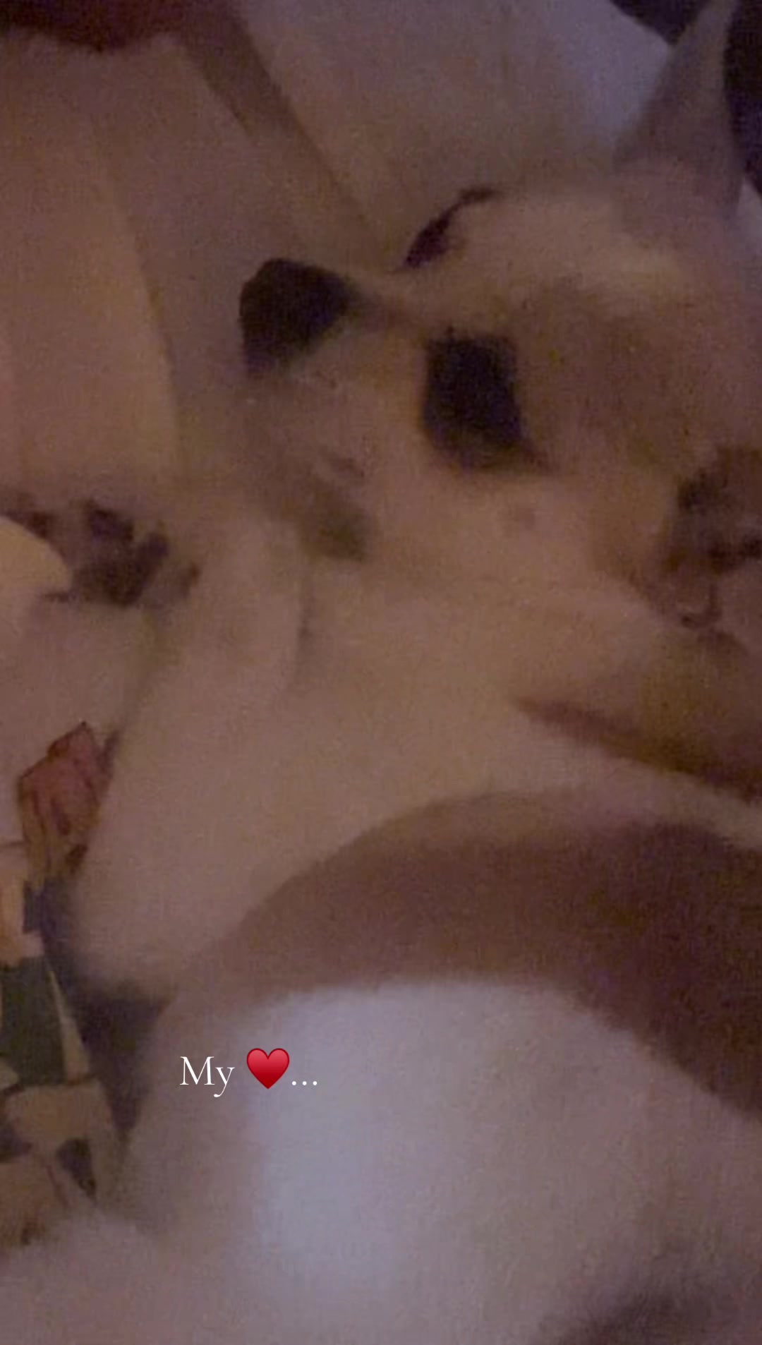 @pwncs.millie