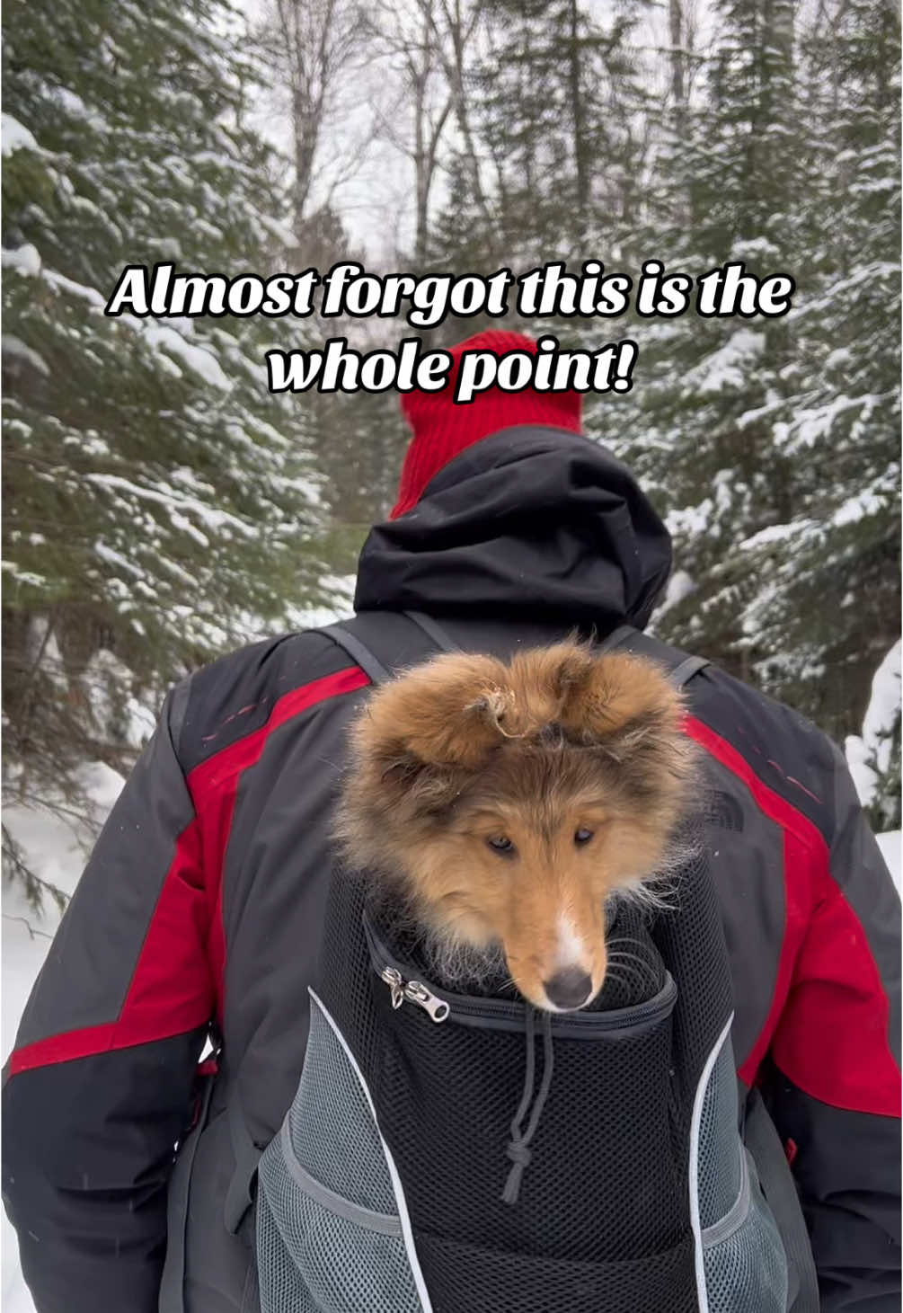 @Pepin The Sheltie