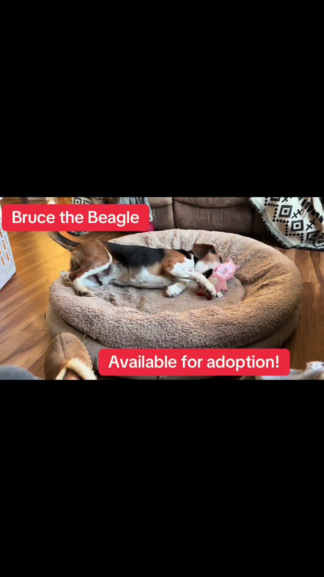 @Adopt A Stray Rescue