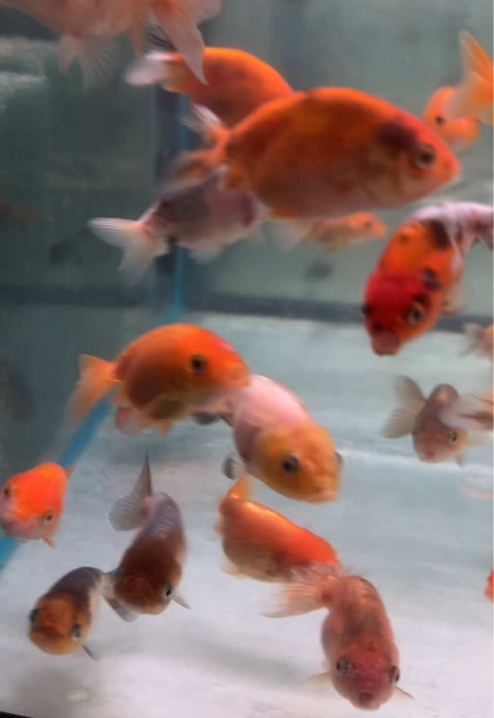 @Fish Ok