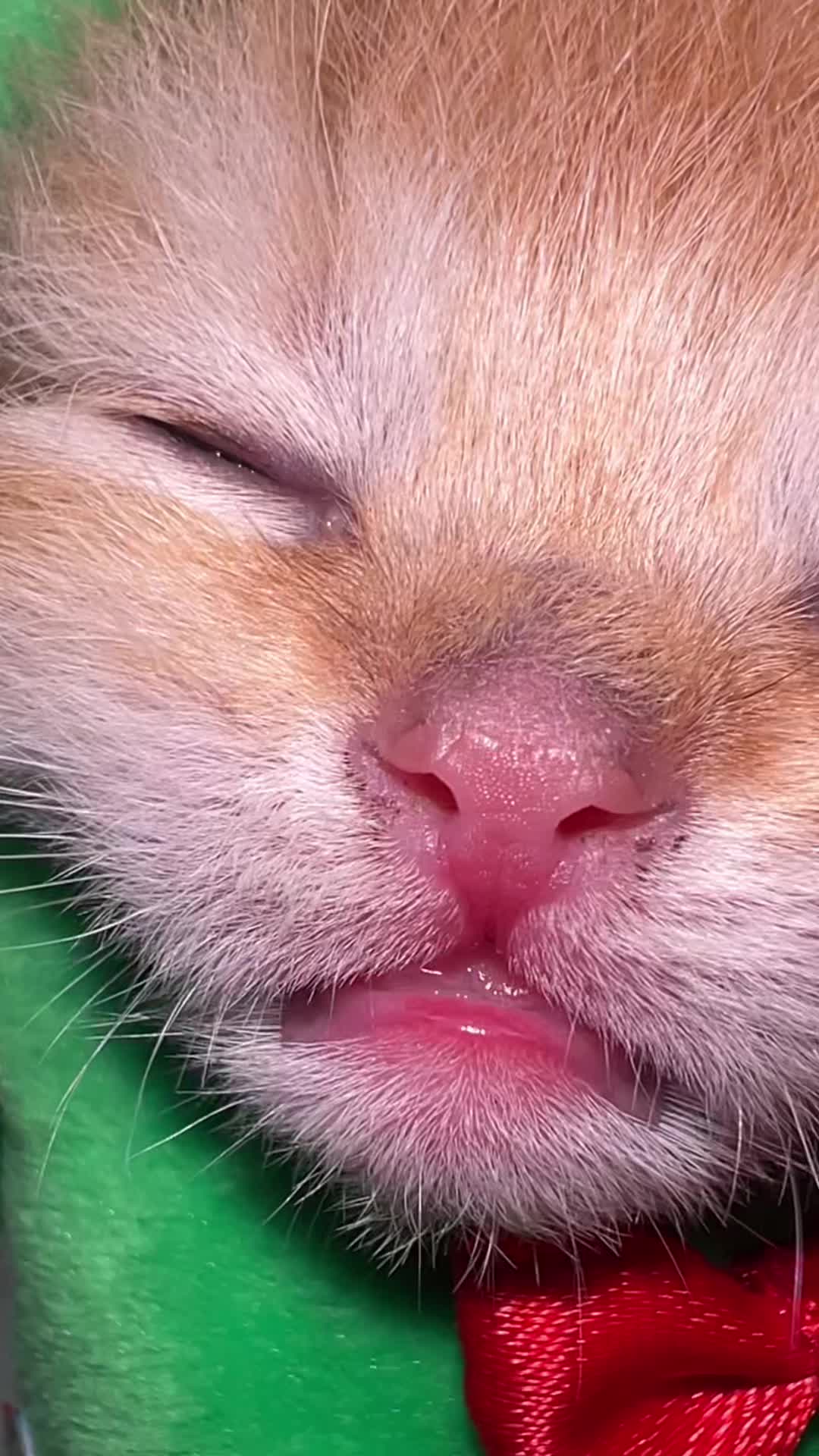 @Soothing Cats😻