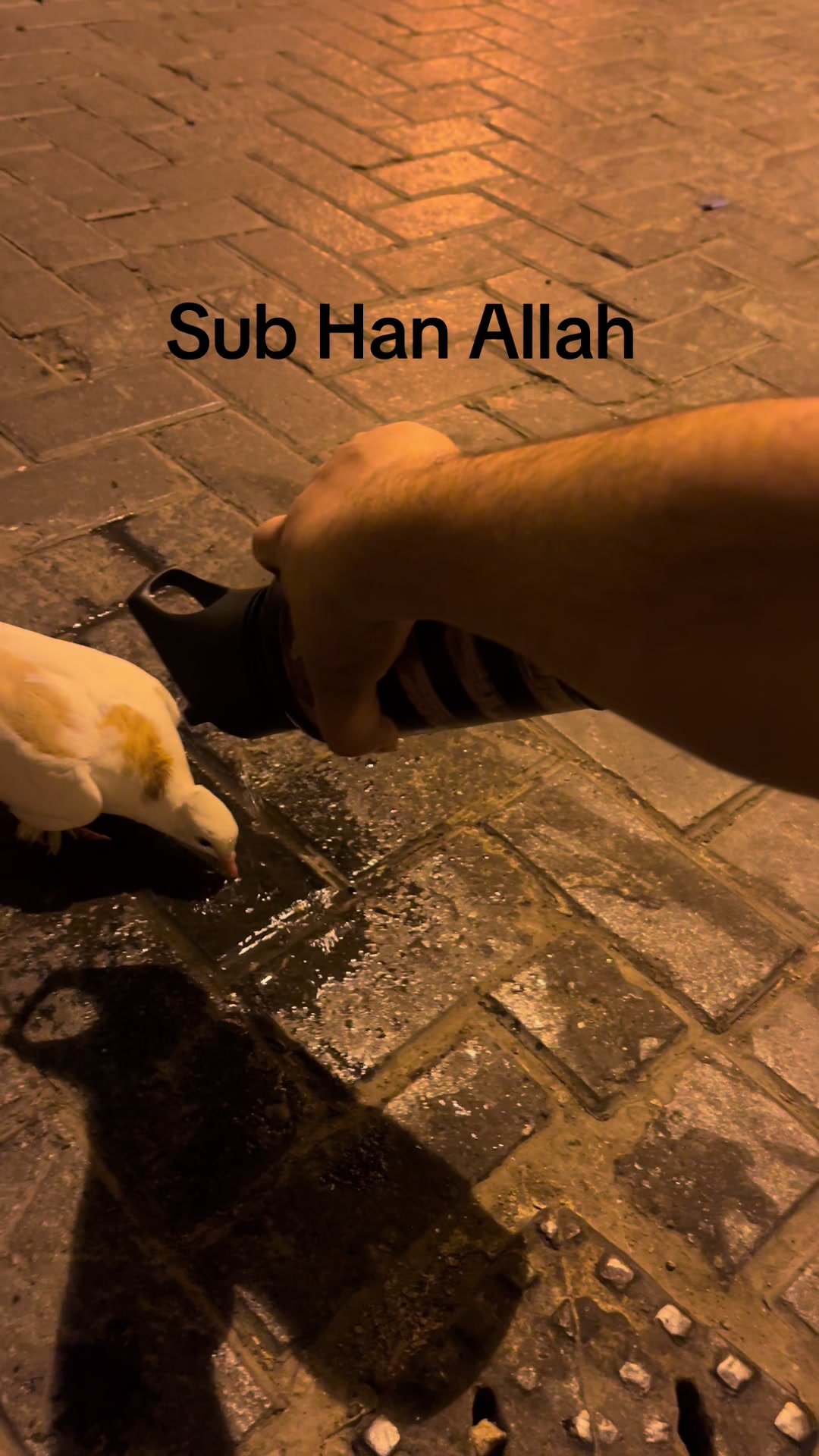 @𝙂𝘼𝙉𝙂𝙎𝙏𝙀𝙍