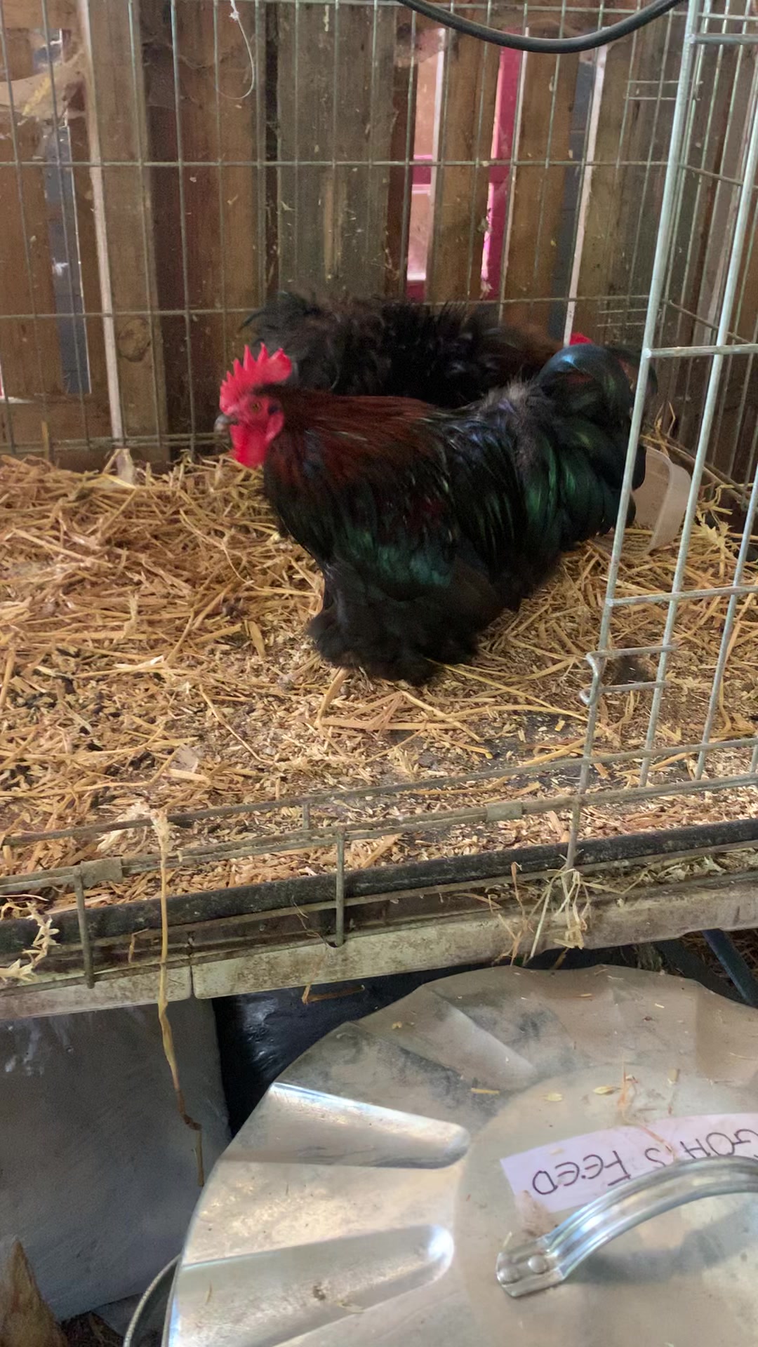 @Walnut Tree Farm