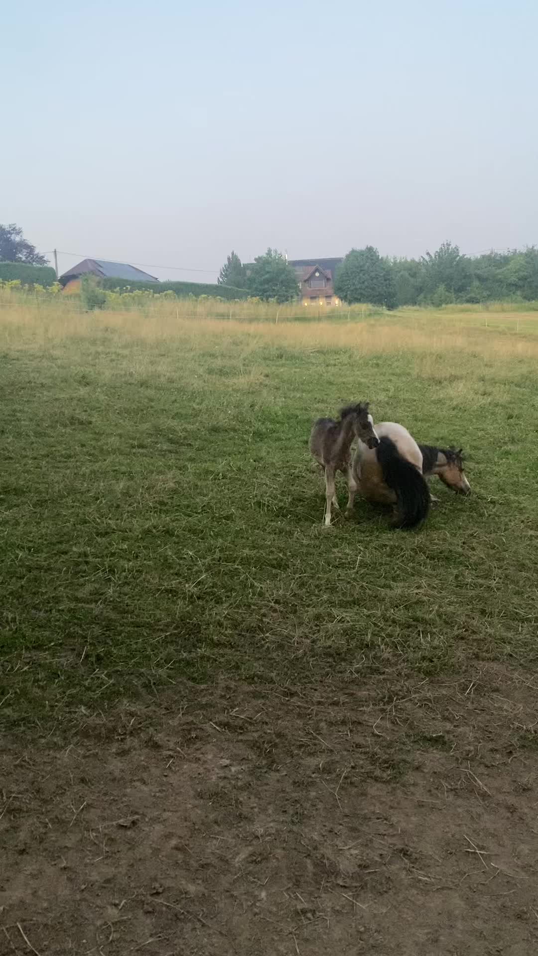 @Sarah and her Ponys and dogs