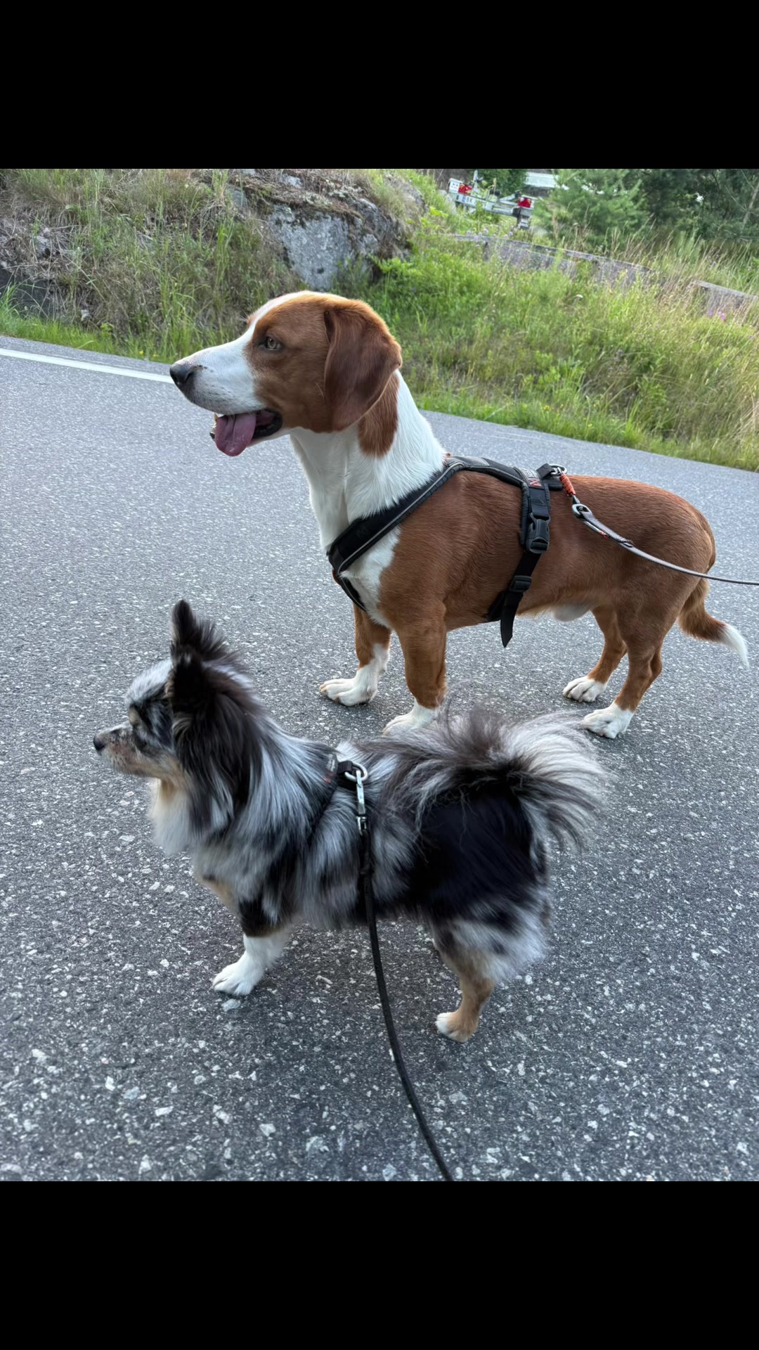 @Mia🐾🇳🇴