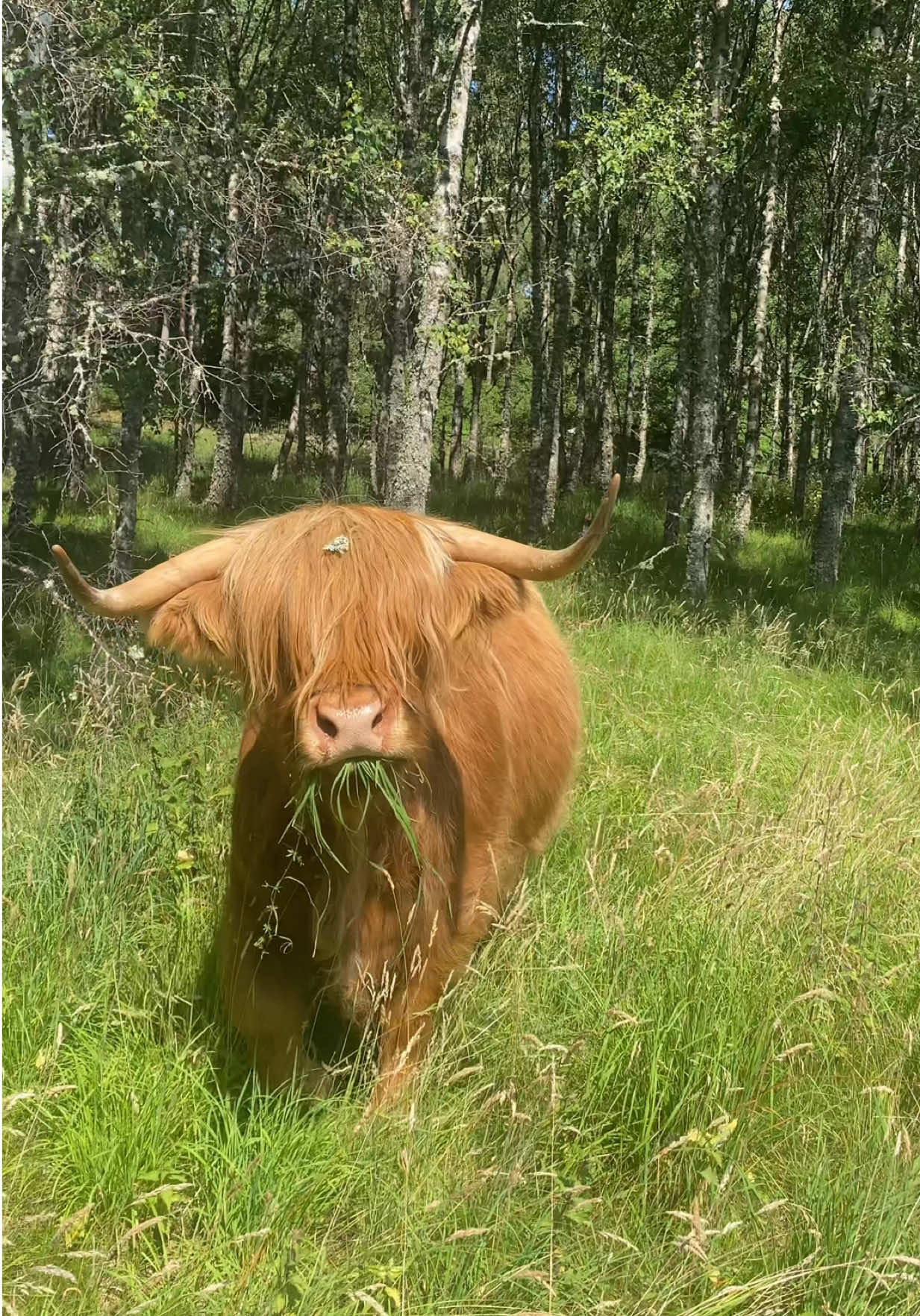 @VisitScotlandTours