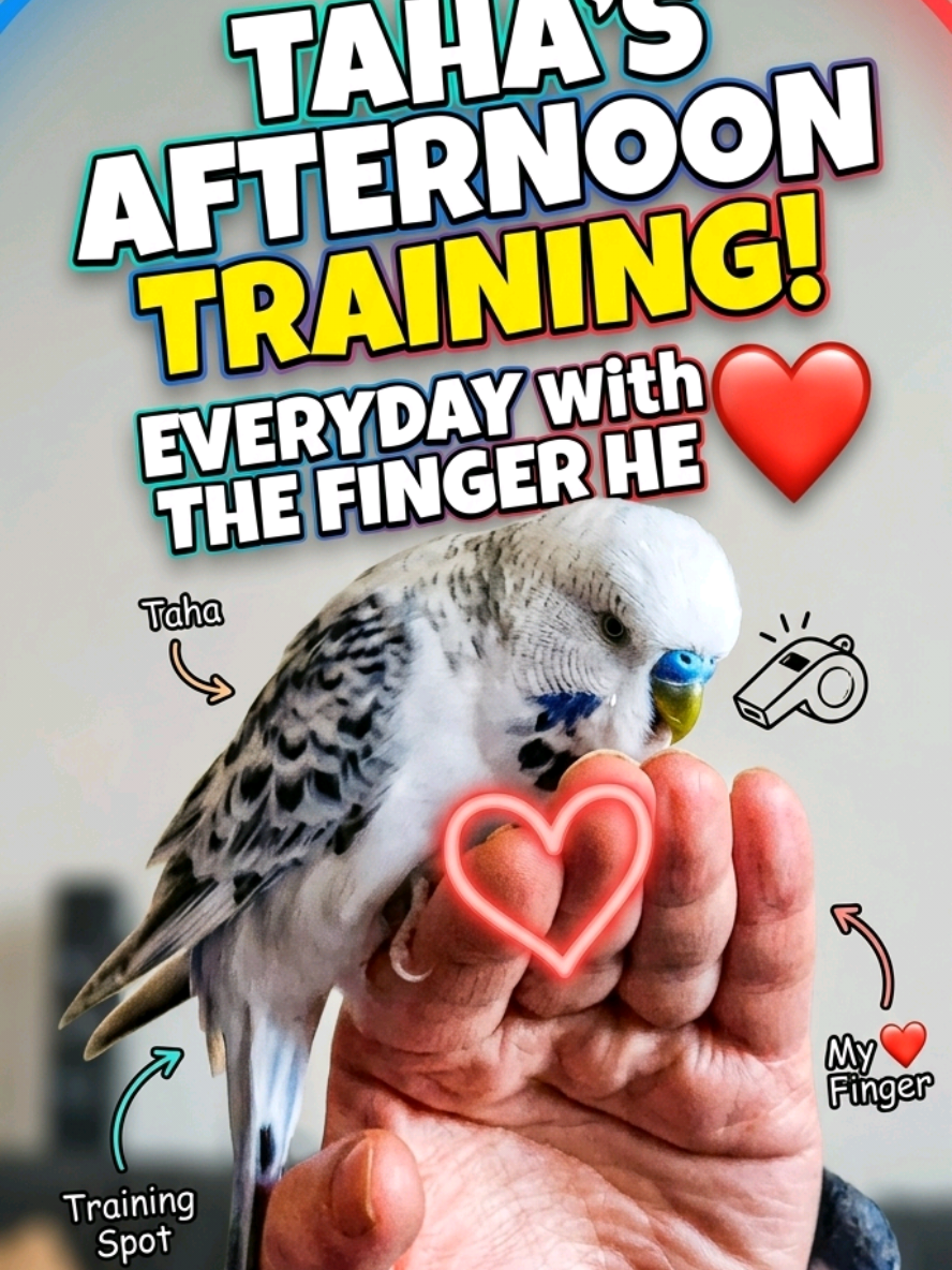 @Taha the Budgie