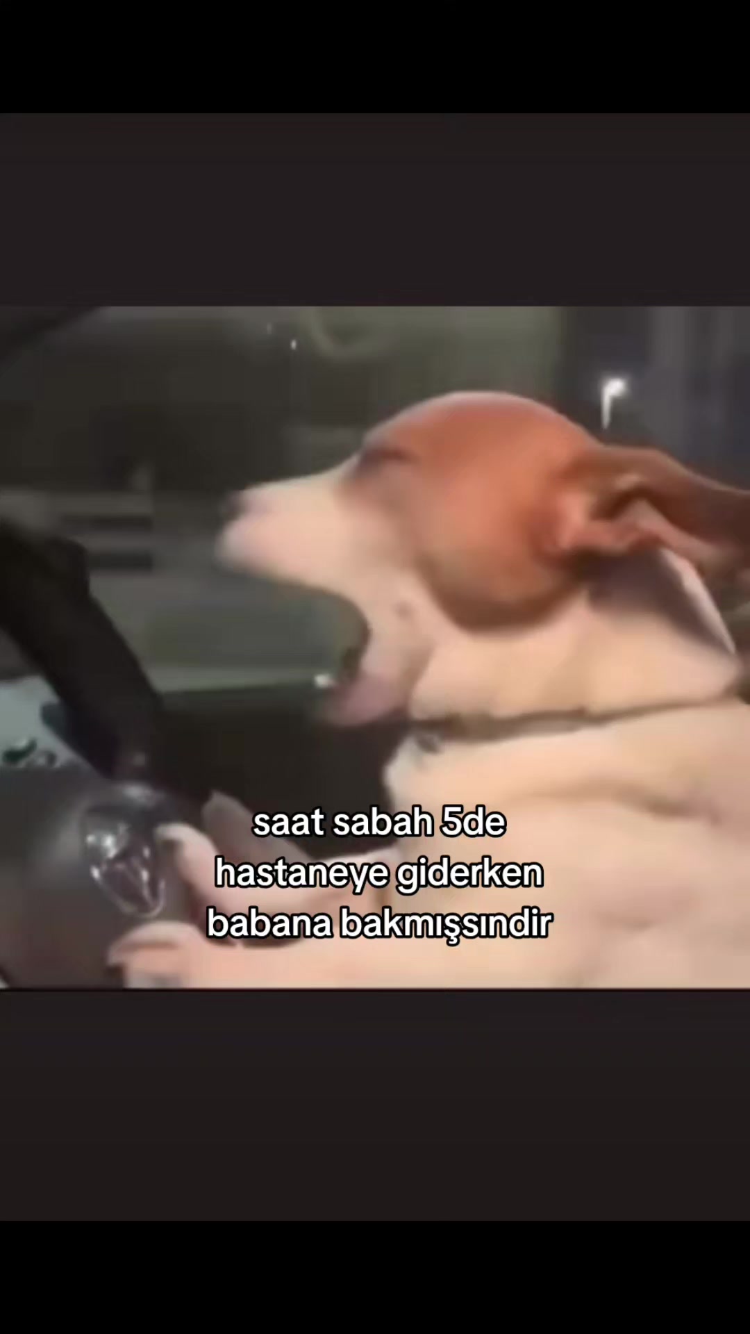 @⋆.˚🦢⋆
