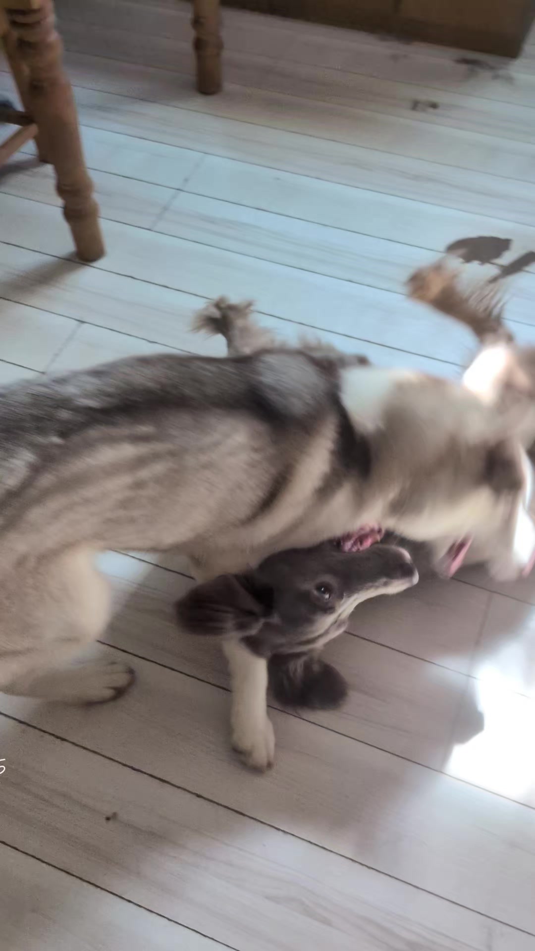 @大型犬3頭&小型老犬4頭多頭飼いの生活