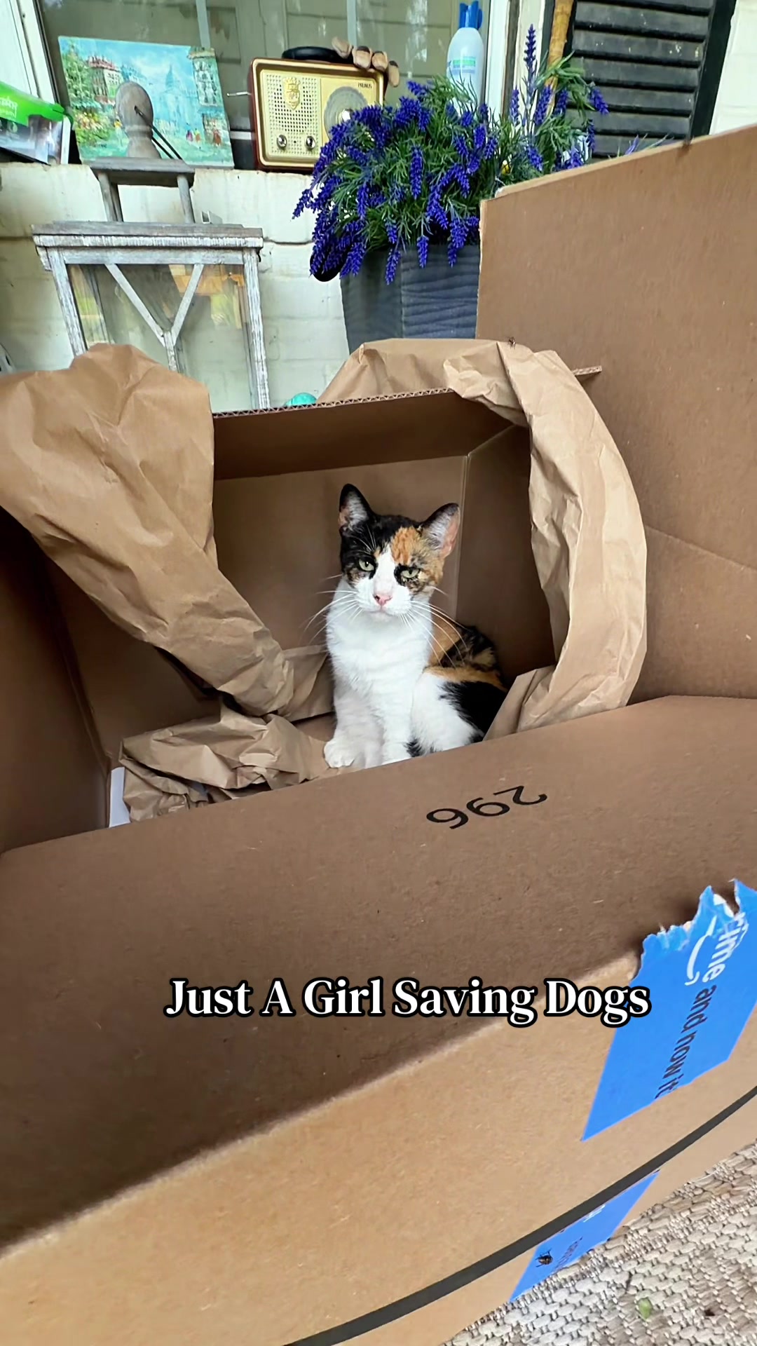 @Just A Girl Saving Dogs