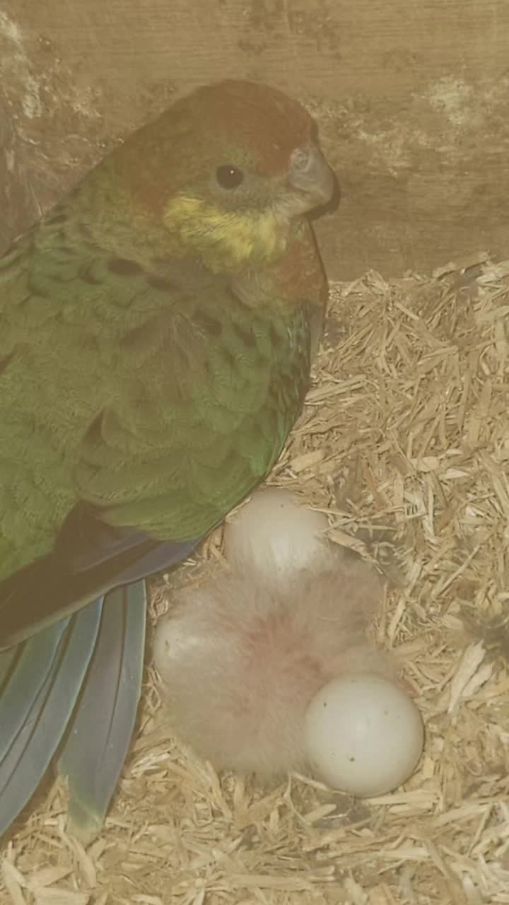 @shaws exotics