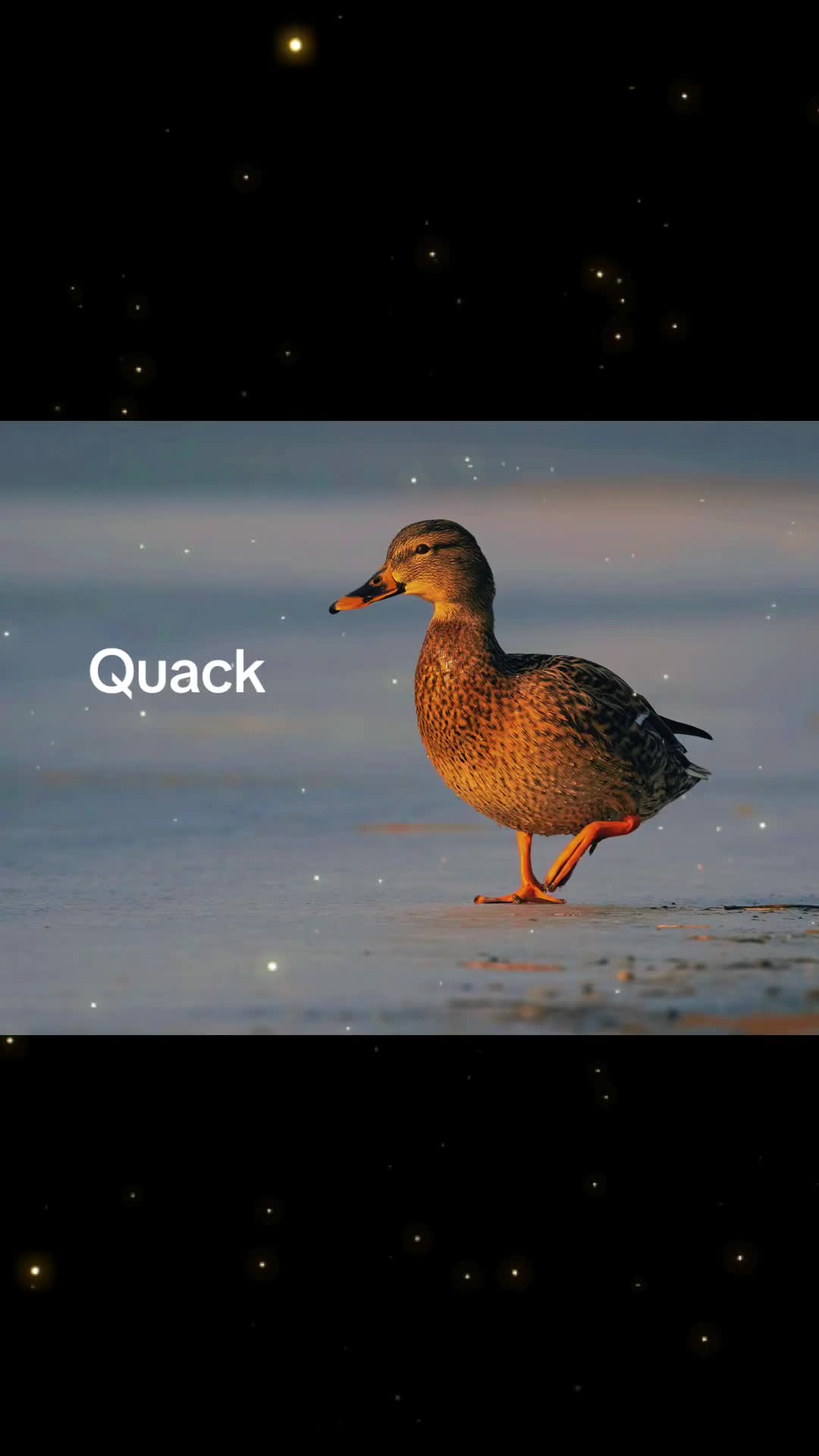 @Sir Quackington