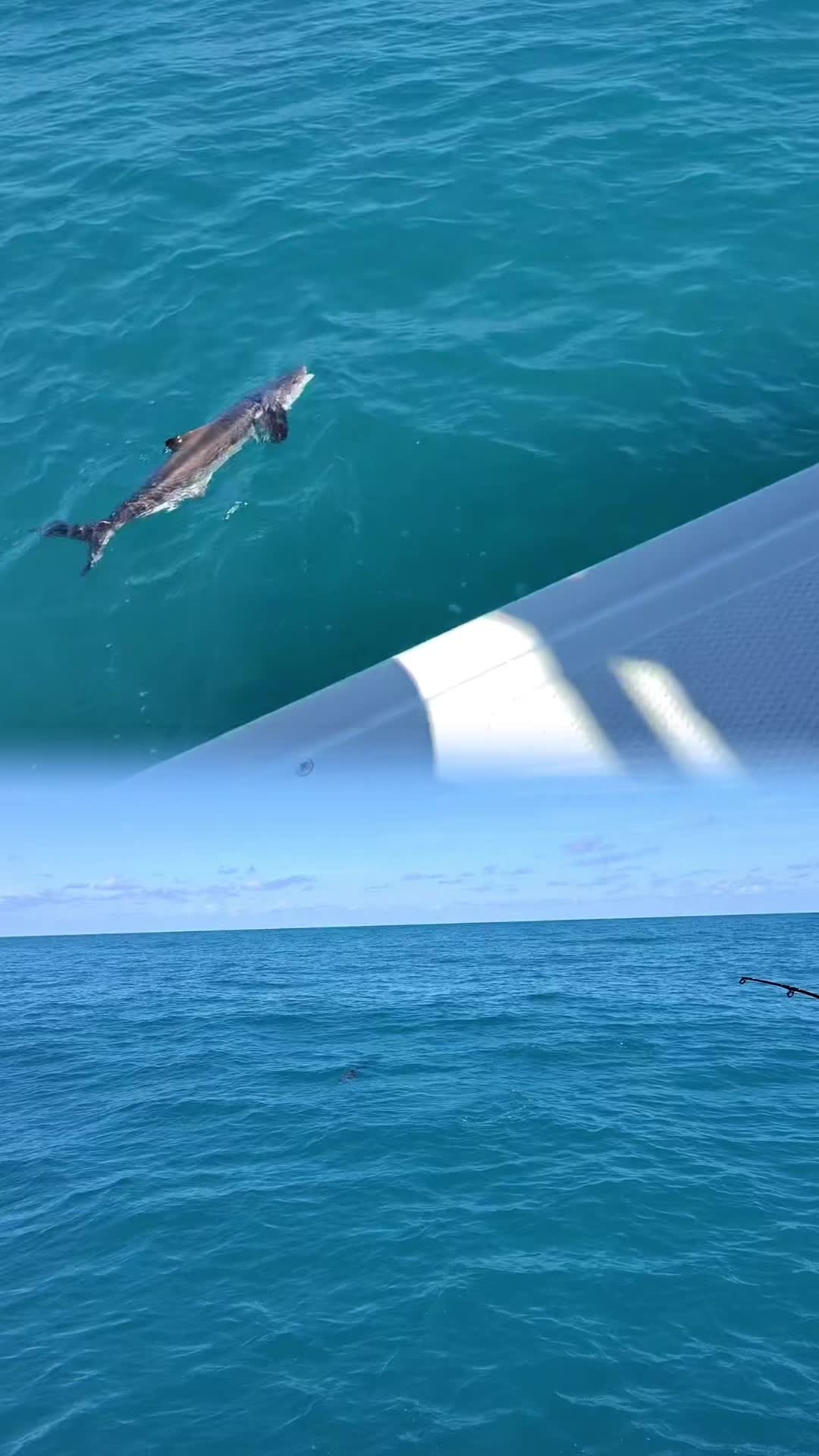 @Trigger Rich Fishing Charters