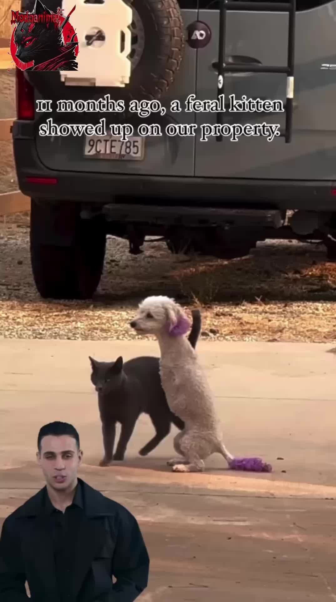 @Modoanimal