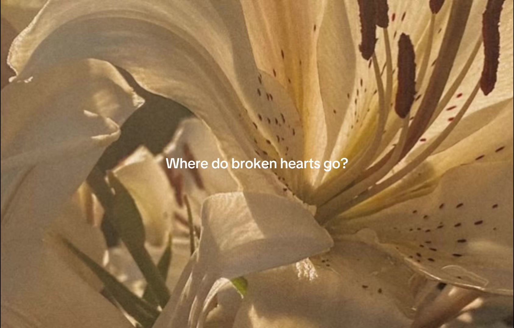 @𝐴𝑛𝑥𝑔𝑒𝑙༄