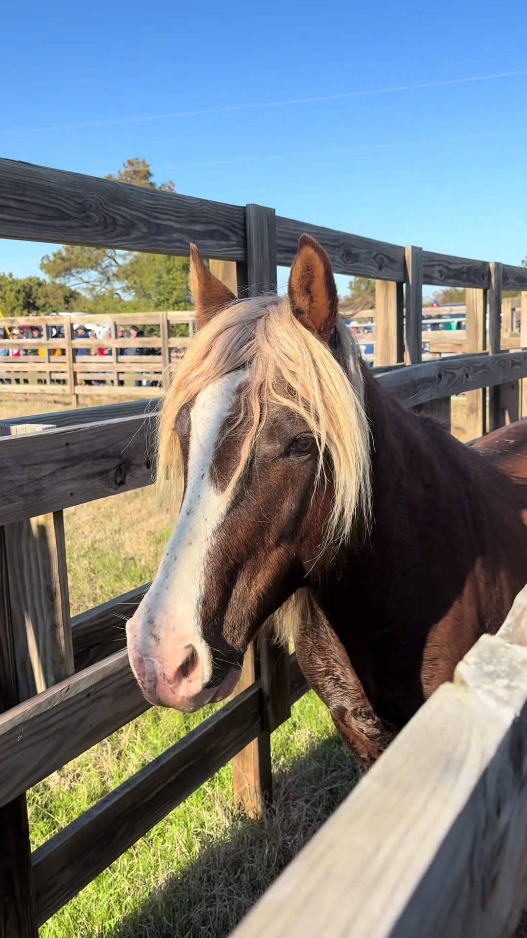 @Rhinebeck Equine
